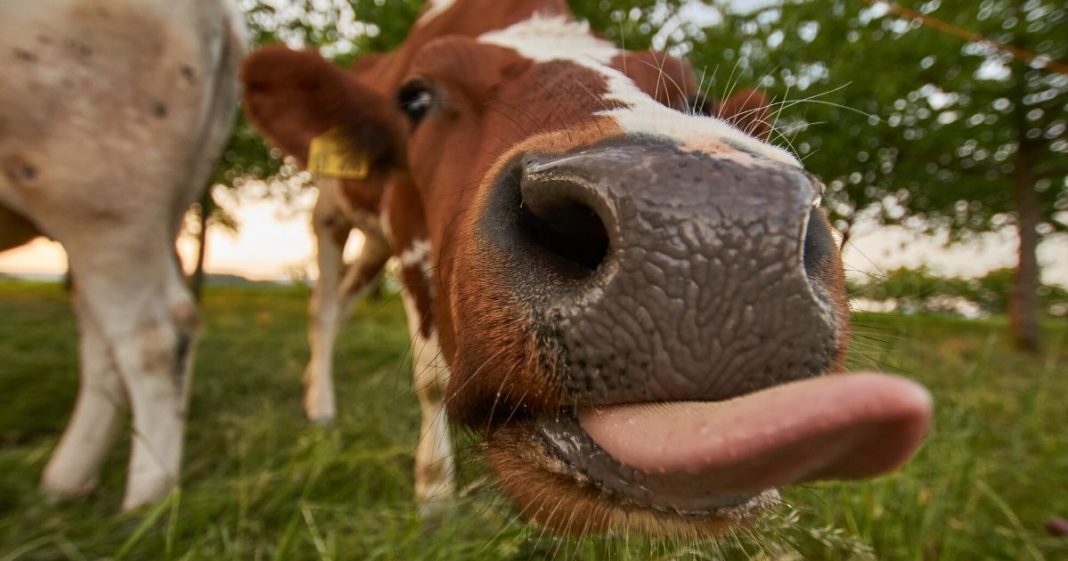 250.000 animais salvos pelo consumo de hamburgueres à base de plantas