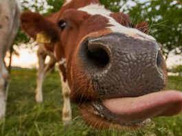 250.000 animais salvos pelo consumo de hamburgueres à base de plantas