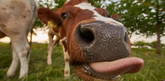 250.000 animais salvos pelo consumo de hamburgueres à base de plantas 250.000 animais salvos pelo consumo de hamburgueres à base de plantas