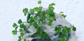 Papel semente reciclado gera mudas de plantas Papel semente reciclado gera mudas de plantas