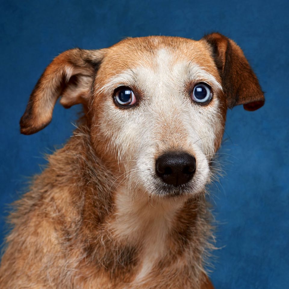 ideiasnutritivas.com - Fotógrafo português ajuda cães de abrigo a serem adotados