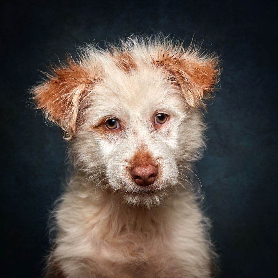 Fotógrafo português ajuda cães de abrigo a serem adotados ideiasnutritivas.com - Fotógrafo português ajuda cães de abrigo a serem adotados