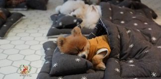 Creche para filhotes de cachorros tira as fotos mais fofas do mundo Creche para filhotes de cachorros tira as fotos mais fofas do mundo