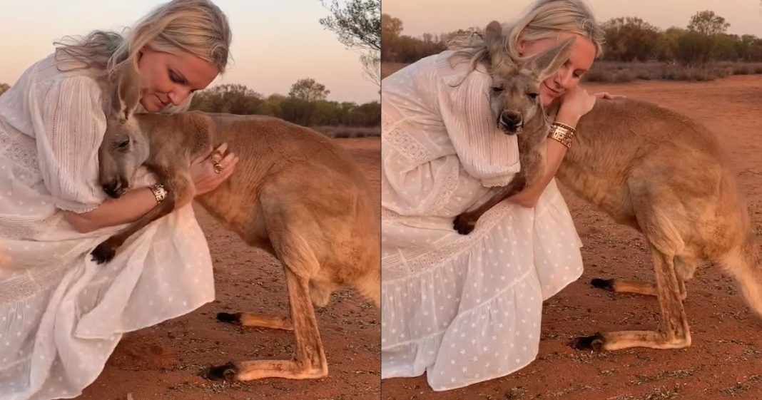 Essa Canguru não para de abraçar os voluntários que a salvaram na Austrália