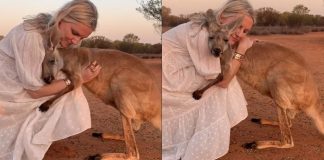 Essa Canguru não para de abraçar os voluntários que a salvaram na Austrália Essa Canguru não para de abraçar os voluntários que a salvaram na Austrália