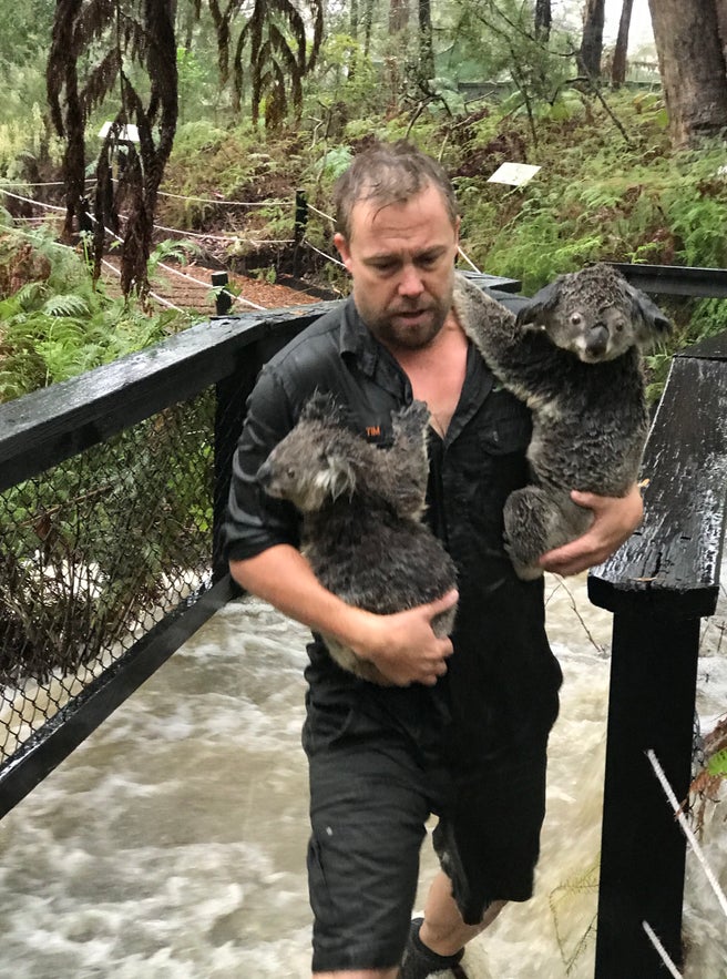 ideiasnutritivas.com - Finalmente chove na Austrália, apagando mais de 30 incêndios