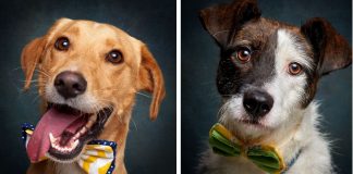 Fotógrafo português ajuda cães de abrigo a serem adotados Fotógrafo português ajuda cães de abrigo a serem adotados