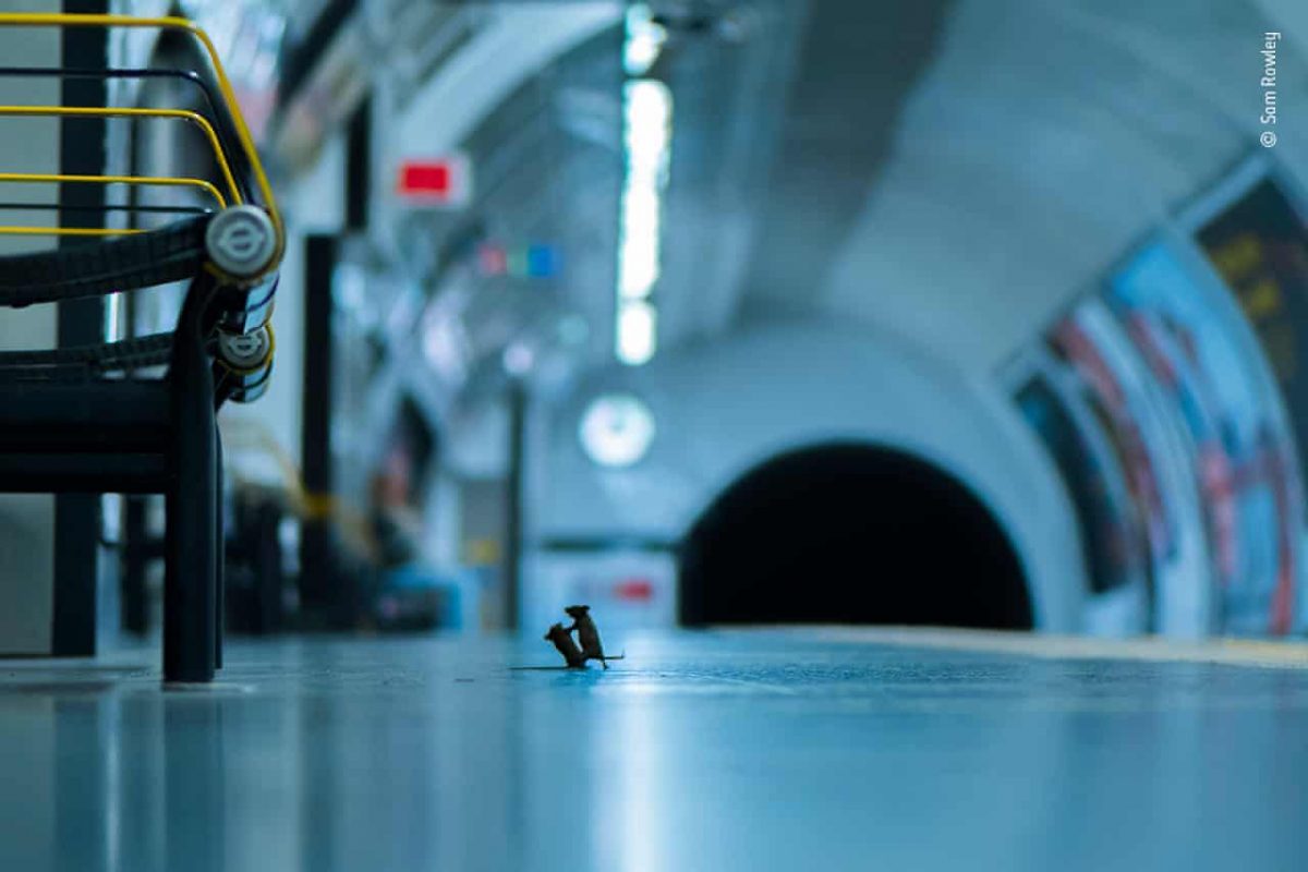 ideiasnutritivas.com - Foto de ratinhos brigando por comida no metrô ganha concurso de fotografia