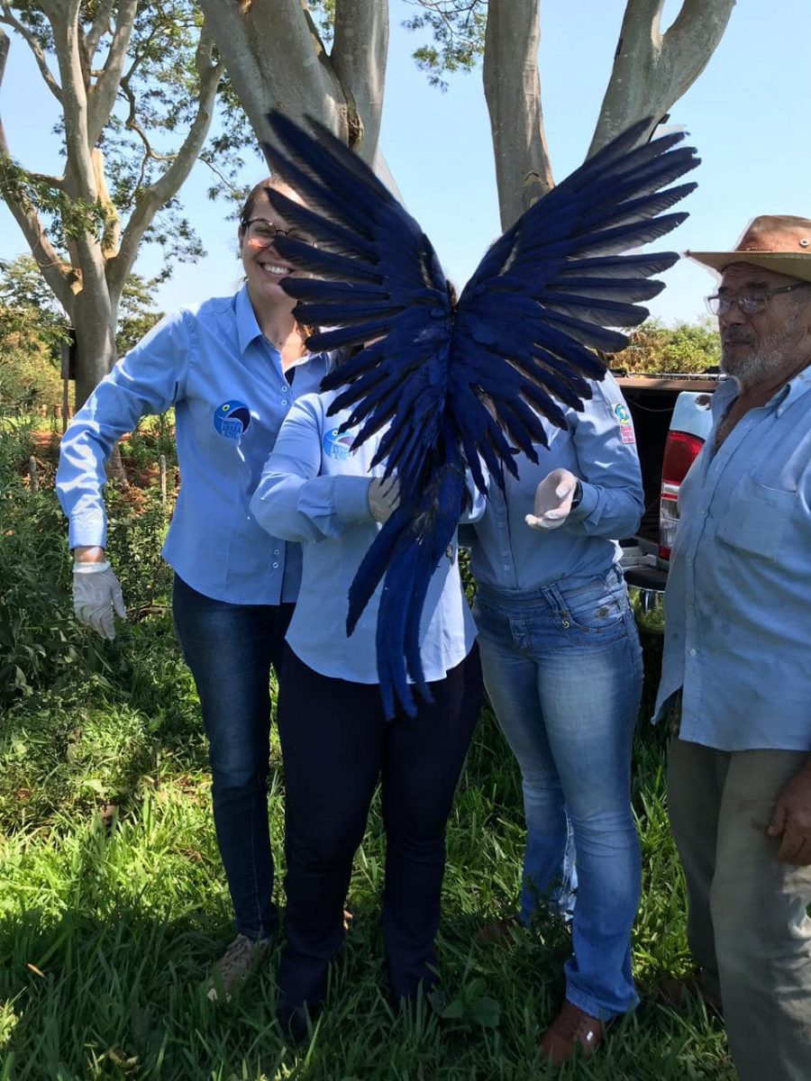 Bióloga que salvou Arara Azul de ser extinta ganha personagem da Turma da Mônica ideiasnutritivas.com - Bióloga que salvou Arara Azul de ser extinta ganha personagem da Turma da Mônica