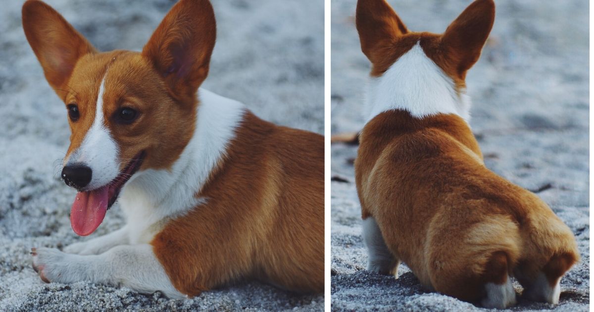 ideiasnutritivas.com - Padaria japonesa faz pães em forma do traseiro fofíssimo de um Corgi!