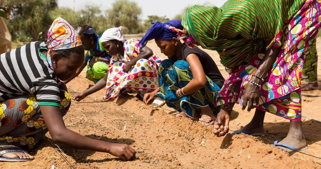 África está plantando muralha de árvores contra a pobreza