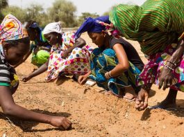 África está plantando muralha de árvores contra a pobreza