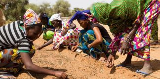 África está plantando muralha de árvores contra a pobreza África está plantando muralha de árvores contra a pobreza