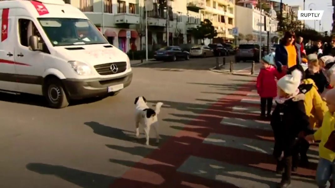 Cachorro de rua ajuda crianças de uma escola a atravessar a rua parando carros com latidos