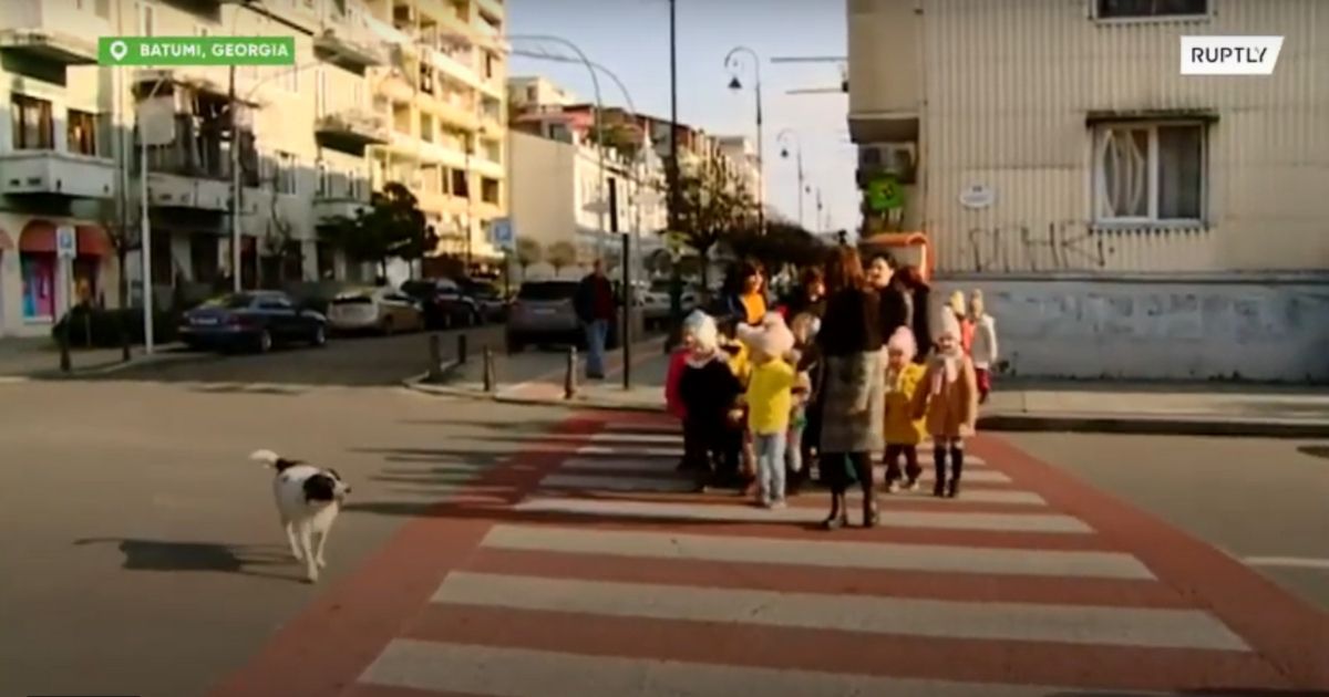 Cachorro de rua ajuda crianças de uma escola a atravessar a rua parando carros com latidos ideiasnutritivas.com - Cachorro de rua ajuda crianças de uma escola a atravessar a rua parando carros com latidos