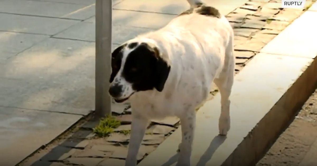 ideiasnutritivas.com - Cachorro de rua ajuda crianças de uma escola a atravessar a rua parando carros com latidos