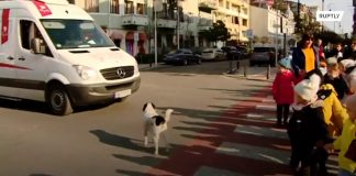 Cachorro de rua ajuda crianças de uma escola a atravessar a rua parando carros com latidos Cachorro de rua ajuda crianças de uma escola a atravessar a rua parando carros com latidos