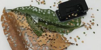 Carnaval sustentável: Faça confete ecológico com folhas de árvores Carnaval sustentável: Faça confete ecológico com folhas de árvores