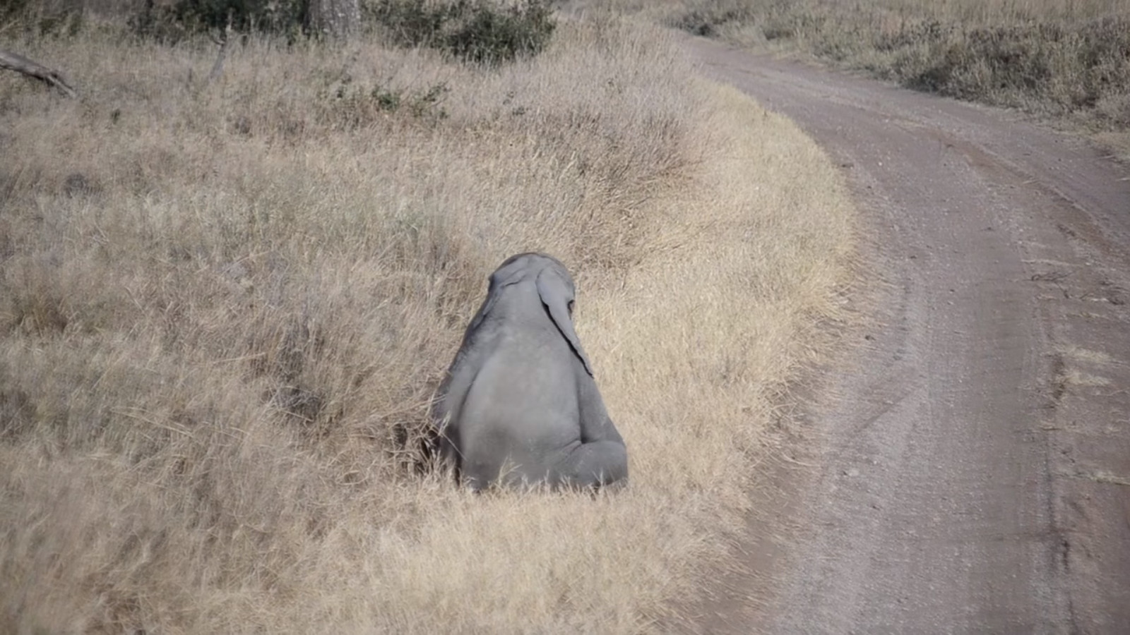 ideiasnutritivas.com - Veja esse bebê elefante fazendo birra como uma criança humana