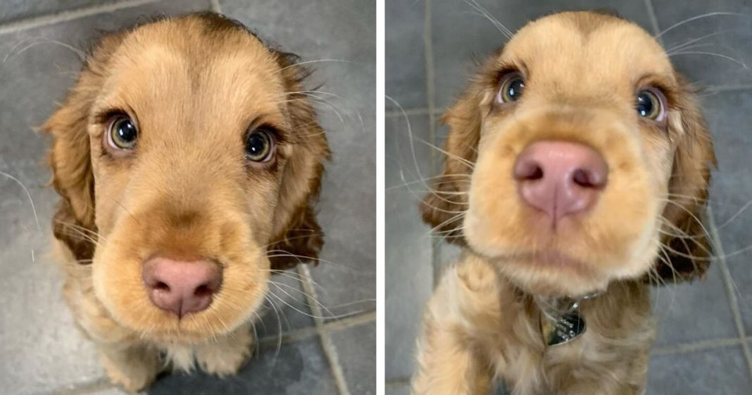 Esta Cocker Spaniel tem olhos tão lindos que parece uma princesa da Disney