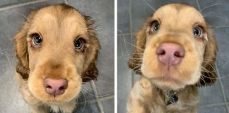 Esta Cocker Spaniel tem olhos tão lindos que parece uma princesa da Disney Esta Cocker Spaniel tem olhos tão lindos que parece uma princesa da Disney
