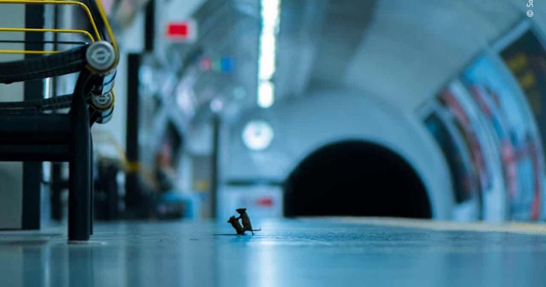 Foto de ratinhos brigando por comida no metrô ganha concurso de fotografia