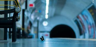 Foto de ratinhos brigando por comida no metrô ganha concurso de fotografia Foto de ratinhos brigando por comida no metrô ganha concurso de fotografia