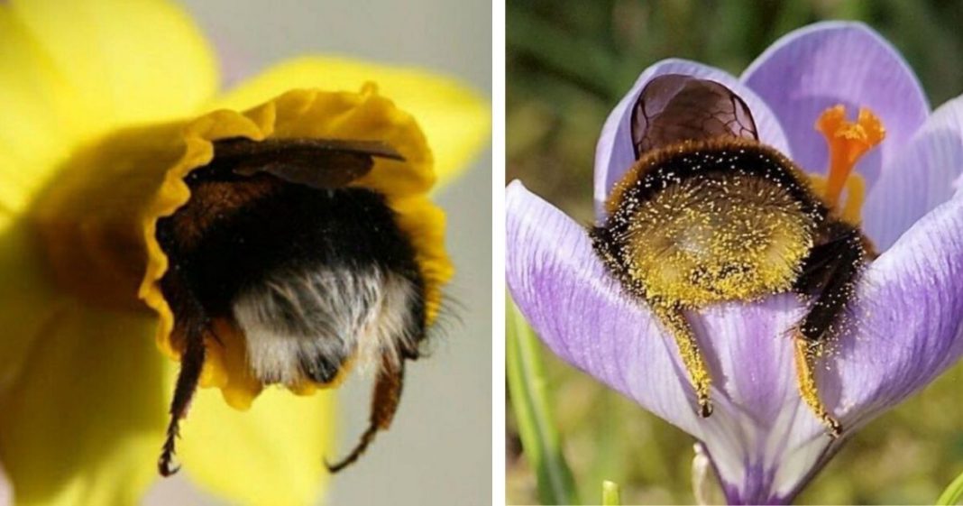 Fotos de abelhas dormindo em flores com o “bumbum para fora” viralizam