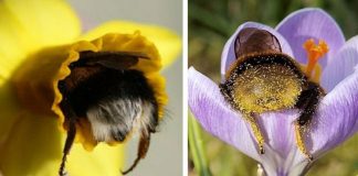 Fotos de abelhas dormindo em flores com o “bumbum para fora” viralizam Fotos de abelhas dormindo em flores com o “bumbum para fora” viralizam