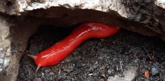 Lesma rosa fluorescente encontrada apenas na Austrália sobrevive a incêndios florestais Lesma rosa fluorescente encontrada apenas na Austrália sobrevive a incêndios florestais