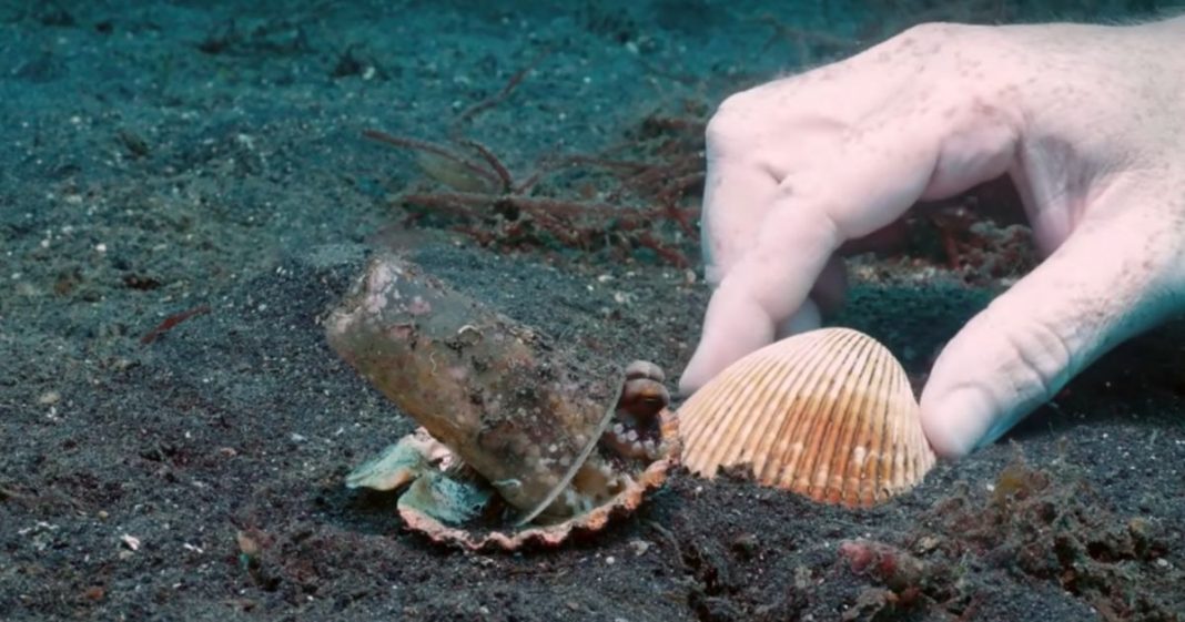 Mergulhador convence bebê polvo a deixar copo plástico para morar em uma concha