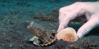 Mergulhador convence bebê polvo a deixar copo plástico para morar em uma concha Mergulhador convence bebê polvo a deixar copo plástico para morar em uma concha