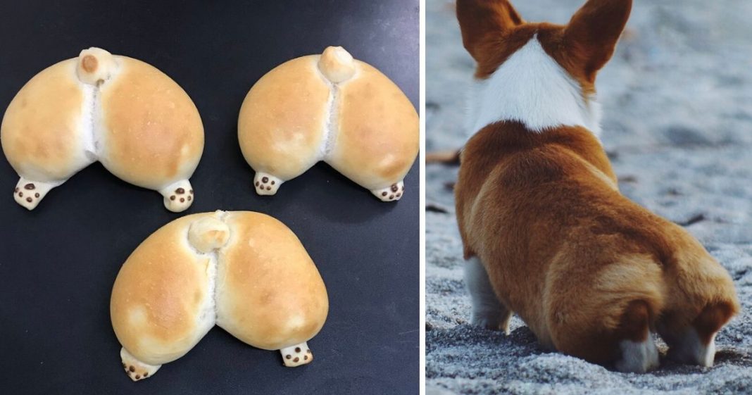 Padaria japonesa faz pães em forma do traseiro fofíssimo de um Corgi!