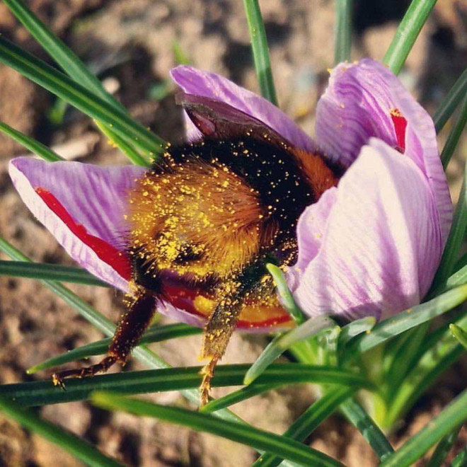 tired bumblebees1 - Fotos de abelhas dormindo em flores com o "bumbum para fora” viralizam