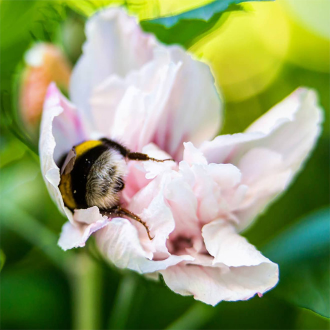 ideiasnutritivas.com - Fotos de abelhas dormindo em flores com o "bumbum para fora” viralizam