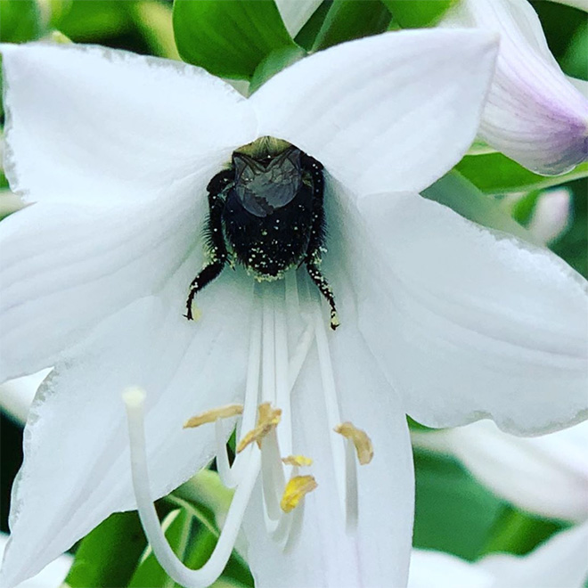 tired bumblebees13 - Fotos de abelhas dormindo em flores com o "bumbum para fora” viralizam
