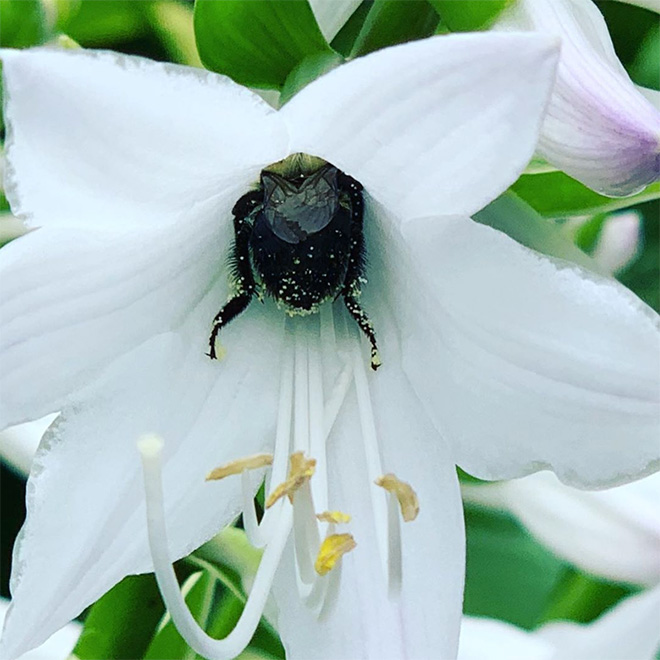 ideiasnutritivas.com - Fotos de abelhas dormindo em flores com o "bumbum para fora” viralizam