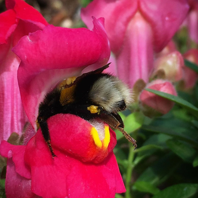 ideiasnutritivas.com - Fotos de abelhas dormindo em flores com o "bumbum para fora” viralizam