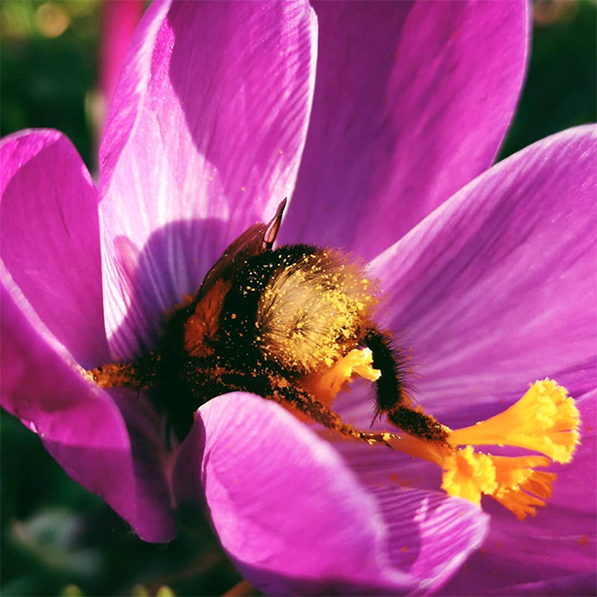 ideiasnutritivas.com - Fotos de abelhas dormindo em flores com o "bumbum para fora” viralizam