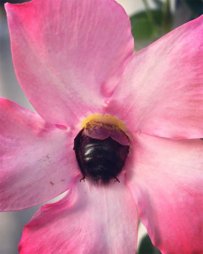 ideiasnutritivas.com - Fotos de abelhas dormindo em flores com o "bumbum para fora” viralizam