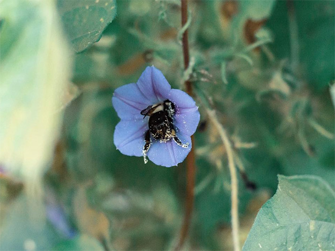 ideiasnutritivas.com - Fotos de abelhas dormindo em flores com o "bumbum para fora” viralizam