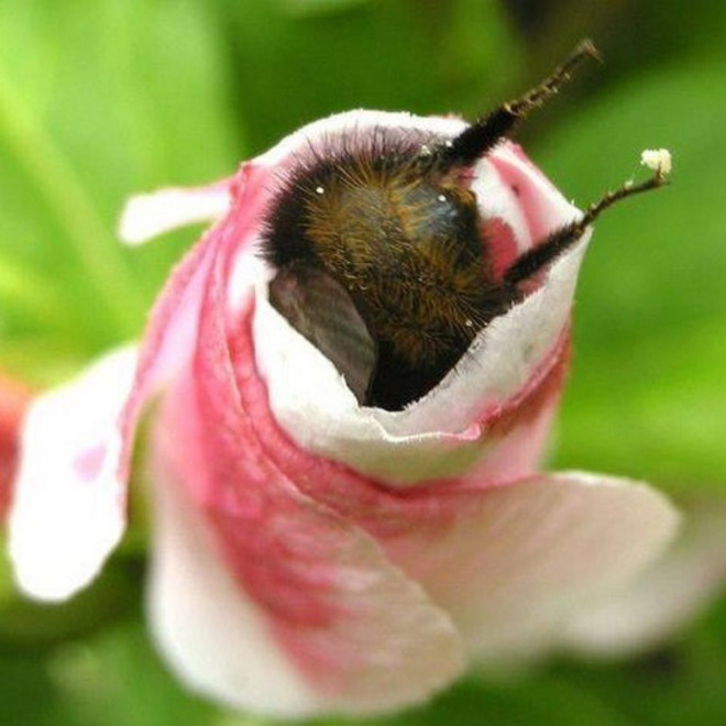 ideiasnutritivas.com - Fotos de abelhas dormindo em flores com o "bumbum para fora” viralizam