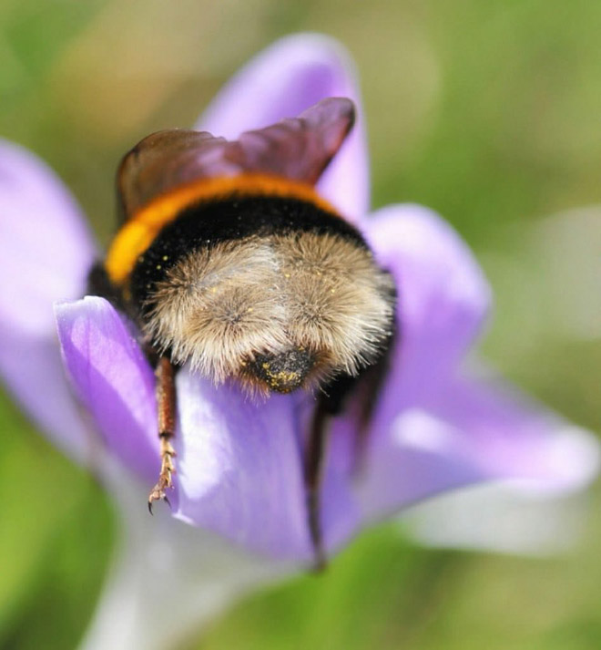 ideiasnutritivas.com - Fotos de abelhas dormindo em flores com o "bumbum para fora” viralizam