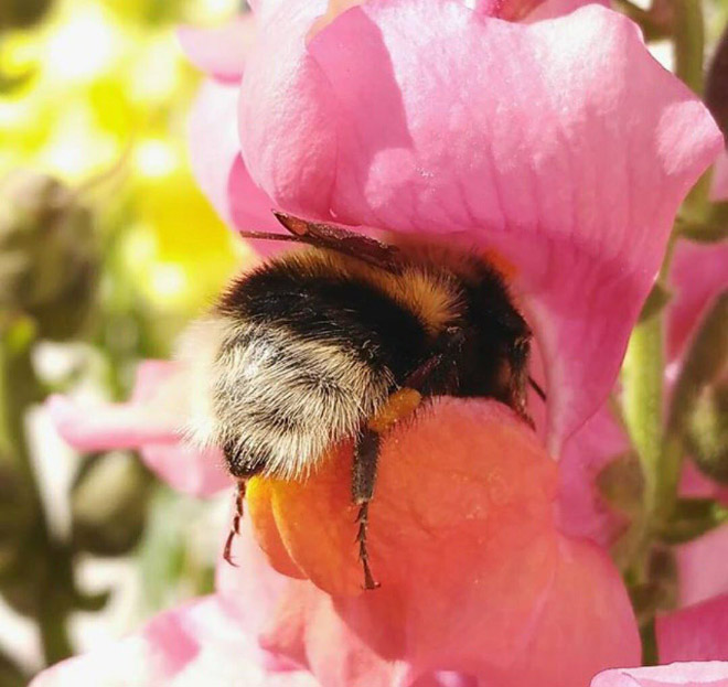 ideiasnutritivas.com - Fotos de abelhas dormindo em flores com o "bumbum para fora” viralizam