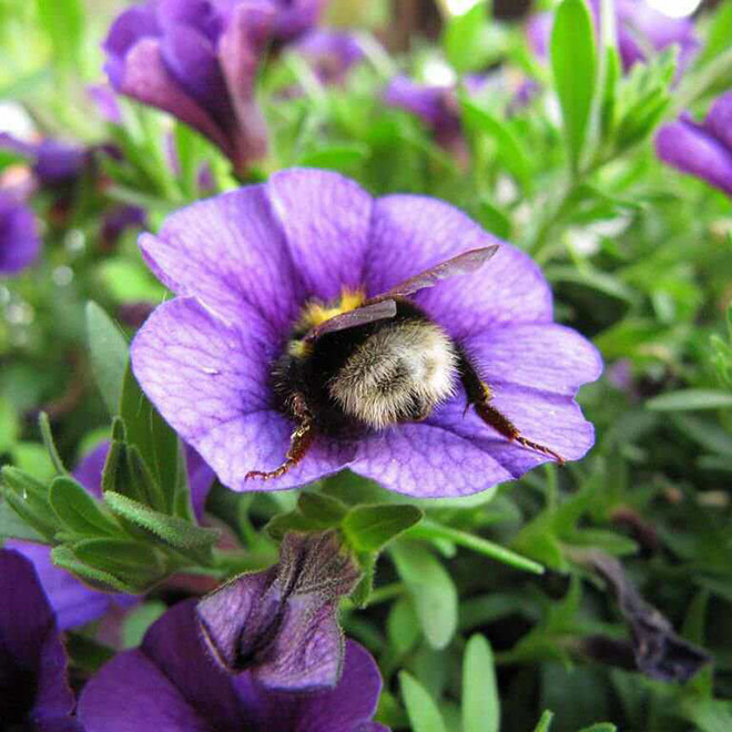 ideiasnutritivas.com - Fotos de abelhas dormindo em flores com o "bumbum para fora” viralizam