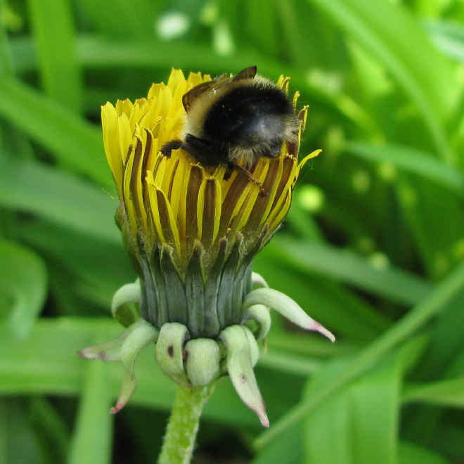 ideiasnutritivas.com - Fotos de abelhas dormindo em flores com o "bumbum para fora” viralizam