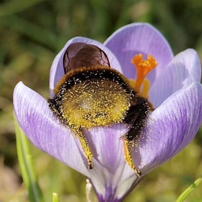 tired bumblebees8 - Fotos de abelhas dormindo em flores com o "bumbum para fora” viralizam