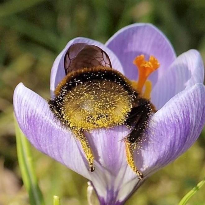 ideiasnutritivas.com - Fotos de abelhas dormindo em flores com o "bumbum para fora” viralizam