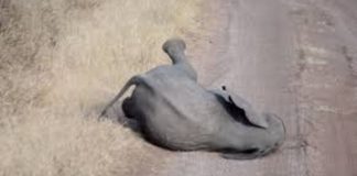 Veja esse bebê elefante fazendo birra como uma criança humana Veja esse bebê elefante fazendo birra como uma criança humana