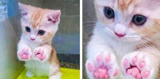 15 imagens anti-estresse para olhar em um dia difícil 15 imagens anti-estresse para olhar em um dia difícil